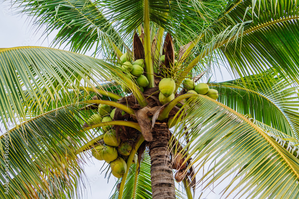 Fototapeta premium coconut
