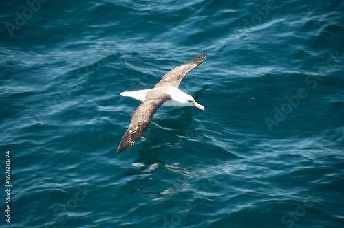 Black-Browed Albatross Flying Low © Goldilock Project