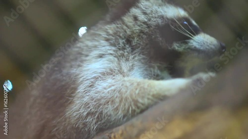 Raccoon in the zoo