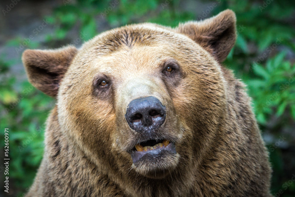 Bear's front view.