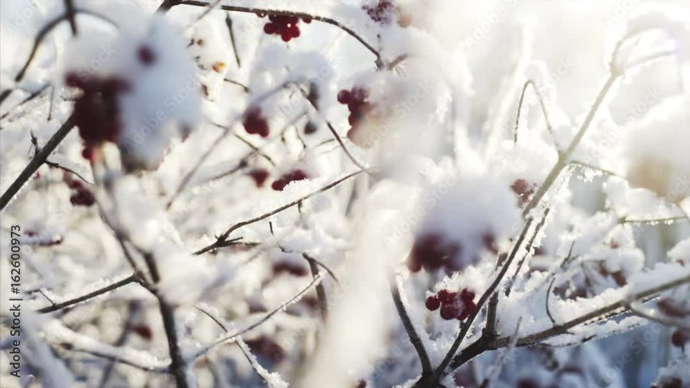viburnum berries in winter time viburnum berries in winter time