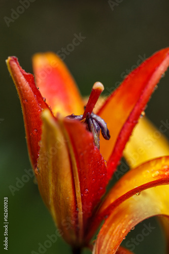 lily flowers in detail