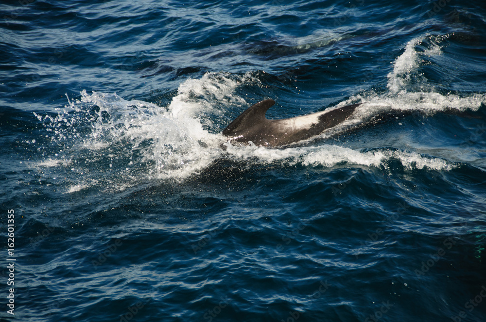Fototapeta premium Long-finned Pilot Whales
