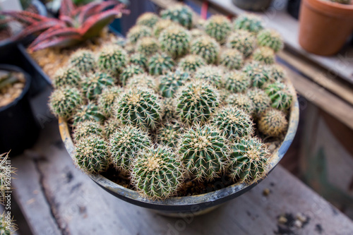 Top view of cactus in pot