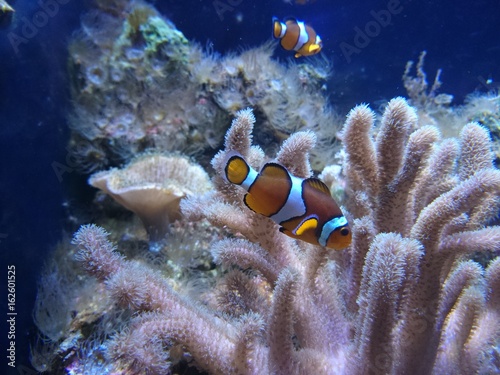 Clown anemonefish in aquarium