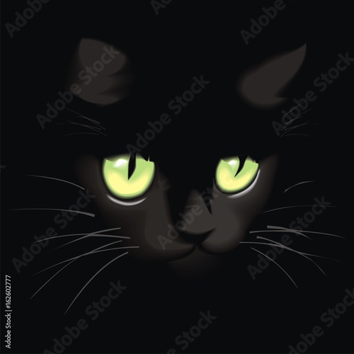 black cat