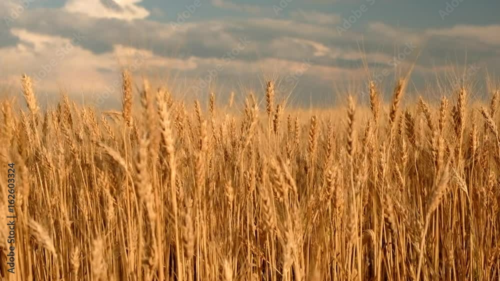 Wheat field. Ears of golden wheat close up. Beautiful Nature Sunset Landscape. Rural Scenery under Shining Sunlight. Background of ripening ears of meadow wheat field. Rich harvest Concept Wheat field. Ears of golden wheat close up. Beautiful Nature Sunset Landscape. Rural Scenery under Shining Sunlight. Background of ripening ears of meadow wheat field. Rich harvest Concept