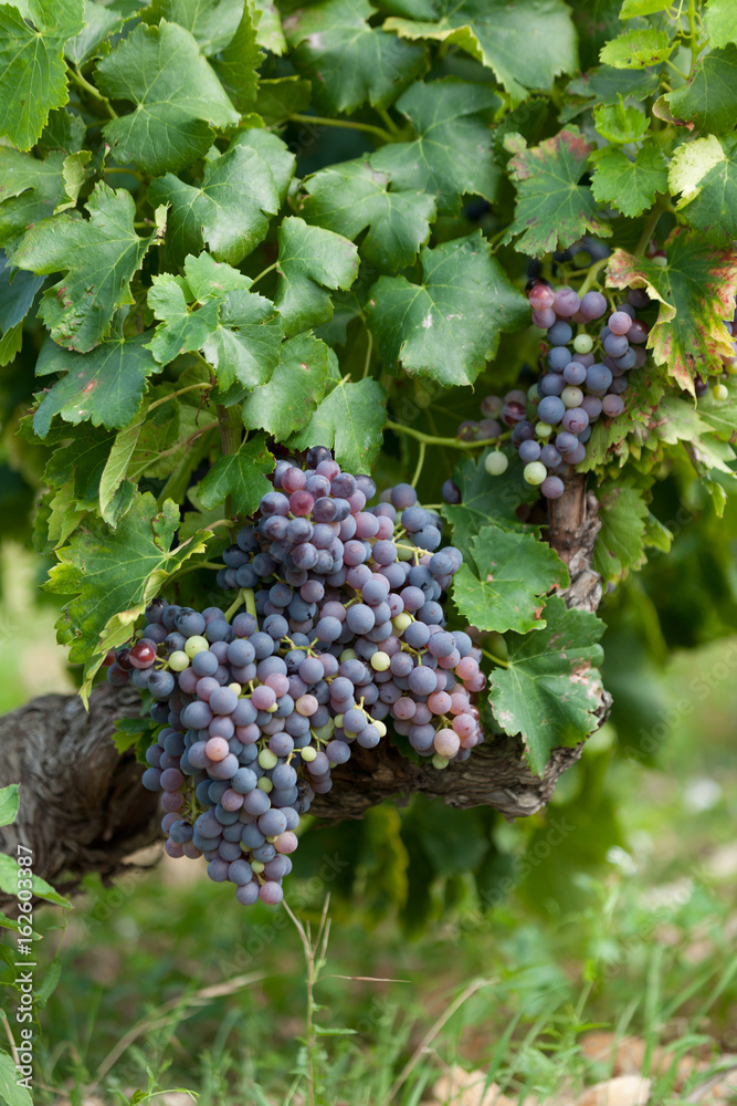 Ripe grapes on a branch