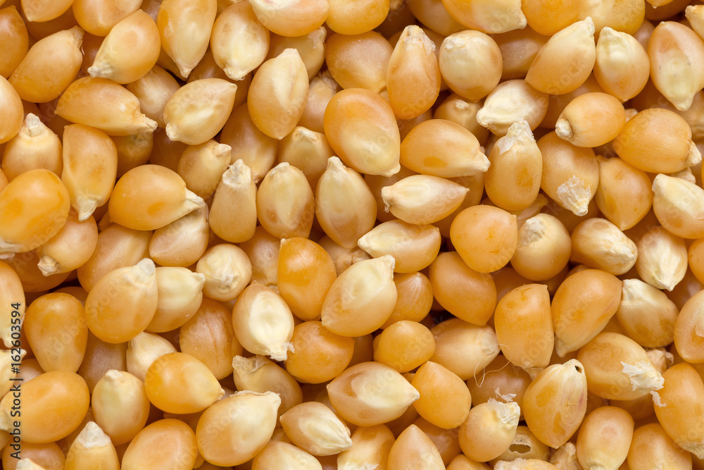 Top view of corn seeds pile as background Top view of corn seeds pile as background