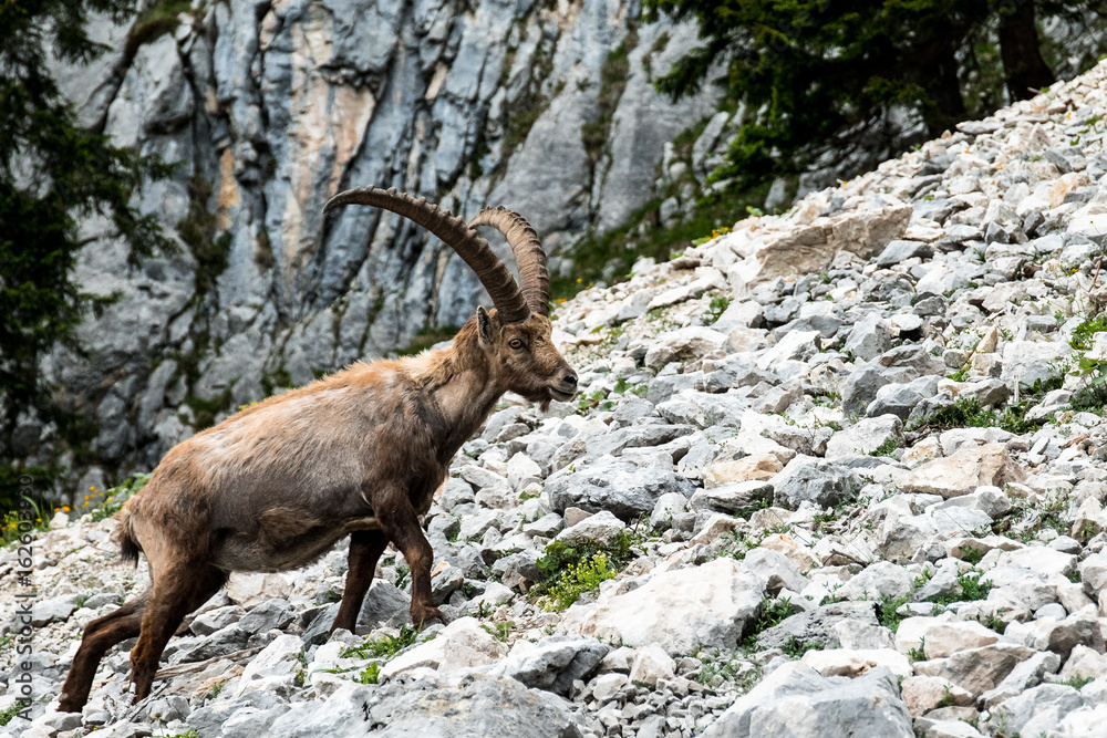 Alpensteinbock