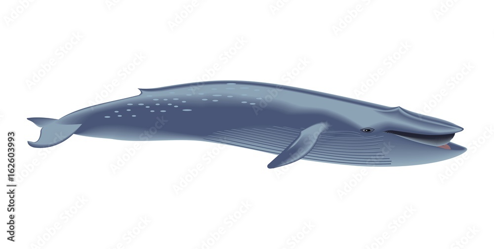 blue whale blue whale