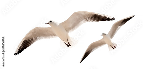 two seagulls are flying isolated on a white background