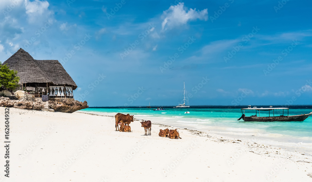 Naklejka premium picturesque landscape with cows and house on the beach and a boat in water with blue sky on the background, Zanzibar