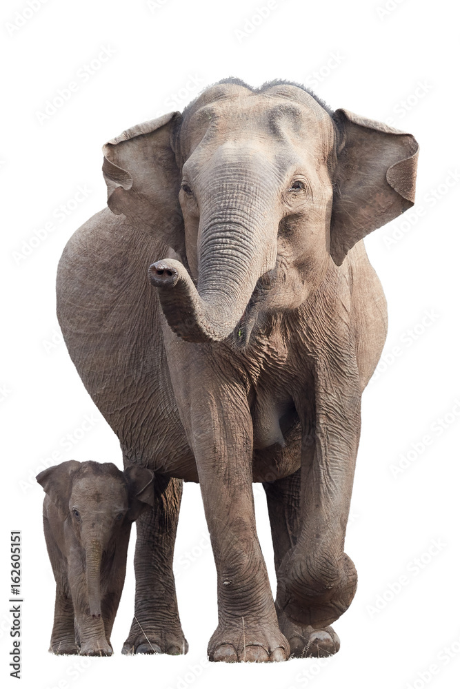 Wild Sri Lankan elephant, Elephas maximus maximus, mother with raised trunk, protecting new-born elephant, isolated on white background. Action wildlife scene. Yala National park, Sri Lanka. 