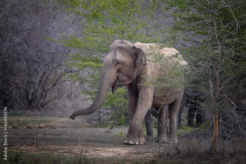 Fototapeta premium Sri Lankan elephant, Elephas maximus maximus, group of elephants coming from the bush led by oldest female. Yala National park, Sri Lanka. 
