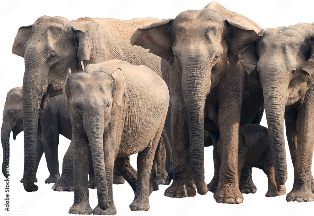 Isolated on white background, herd of wild Sri Lankan elephant, Elephas maximus maximus  staring directly at camera. Yala National park, Sri Lanka. 