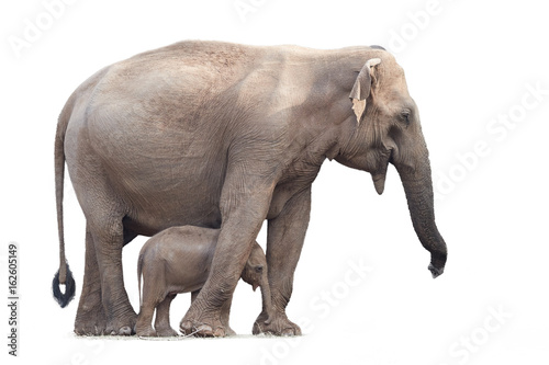 Sri Lankan elephant, Elephas maximus maximus, mother protecting new-born elephant, isolated on white background. Yala National park, Sri Lanka.  photo