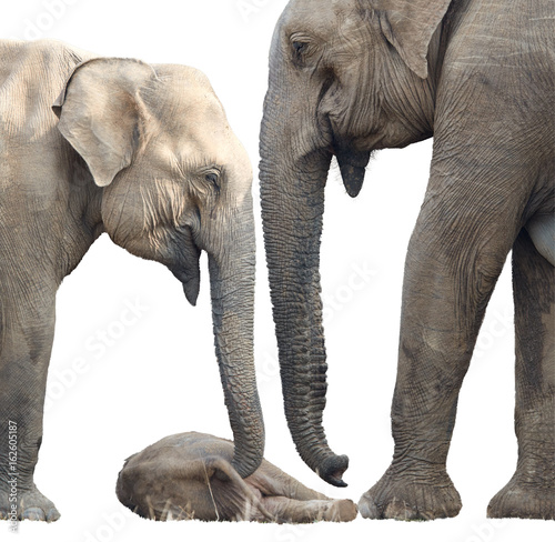 Isolated on white background, Sri Lankan elephant, Elephas maximus maximus, close up, mother and another elephant are protecting new-born elephant, lying on the ground. Yala National park, Sri Lanka.  photo