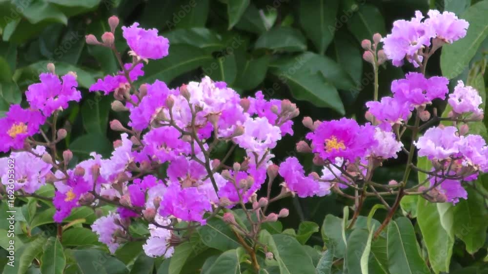 オオバナサルスベリ(沖縄の花) オオバナサルスベリ(沖縄の花)