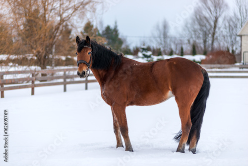 Beautiful purebred brown horse on snow in winter on a ranch
