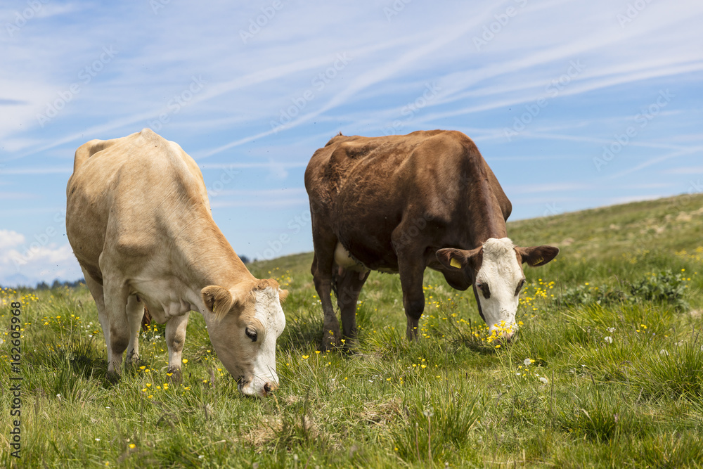 Cows feeding on a green summer pasture. Mucca al pascolo estivo. Cows feeding on a green summer pasture. Mucca al pascolo estivo.
