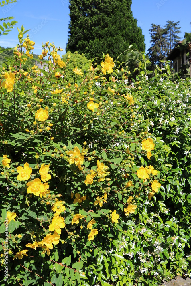 Obraz premium Flowering garden fence of Hypericum Hidcote Gold and Jasminum officinale, Italy 