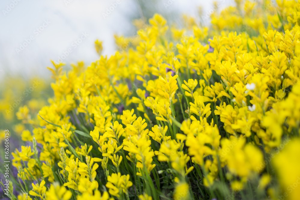 Obraz premium Yellow mountain flowers