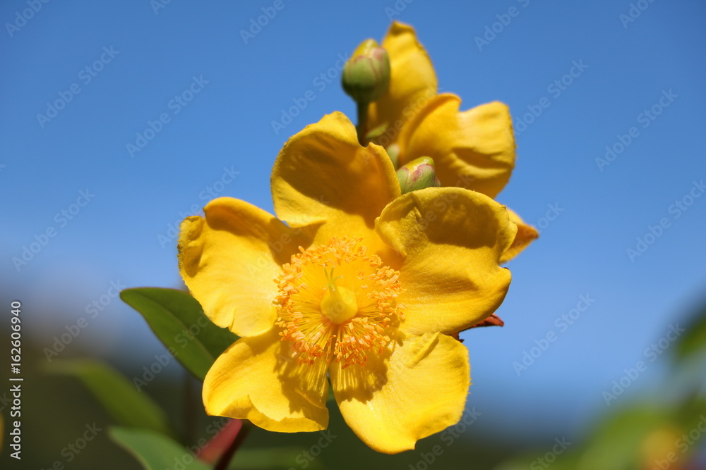 Hypericum Hidcote Gold close up Hypericum Hidcote Gold close up