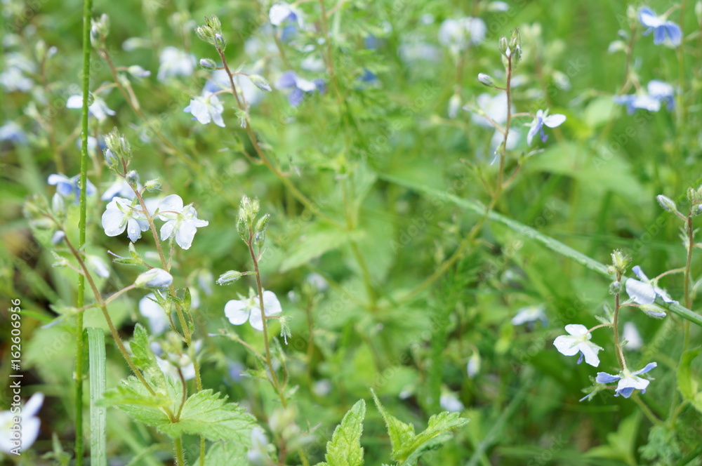 Tender spring and summer flowers Tender spring and summer flowers