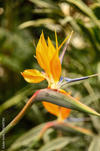 Strelitzia Reginae flower closeup, bird of paradise flower