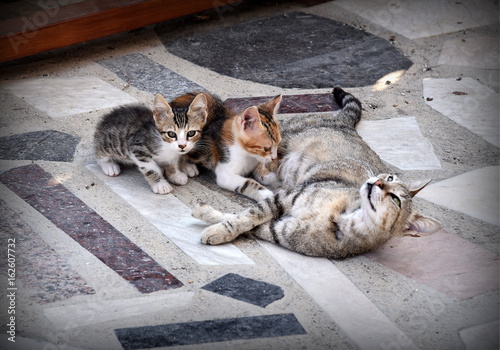 kittens drinking with mother  © Alexander