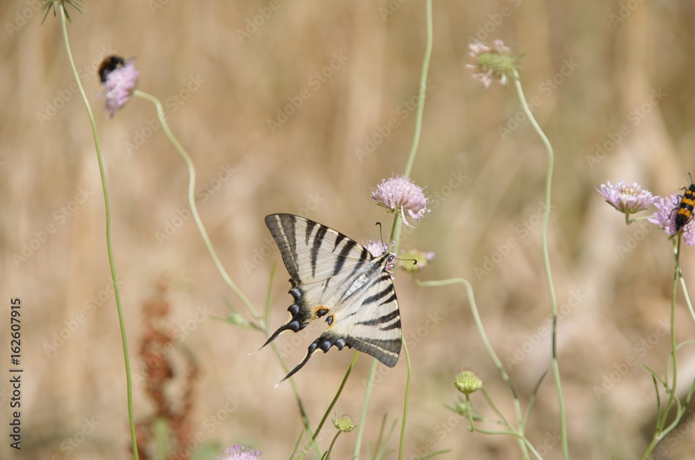 scarce swallowtail butterfly scarce swallowtail butterfly