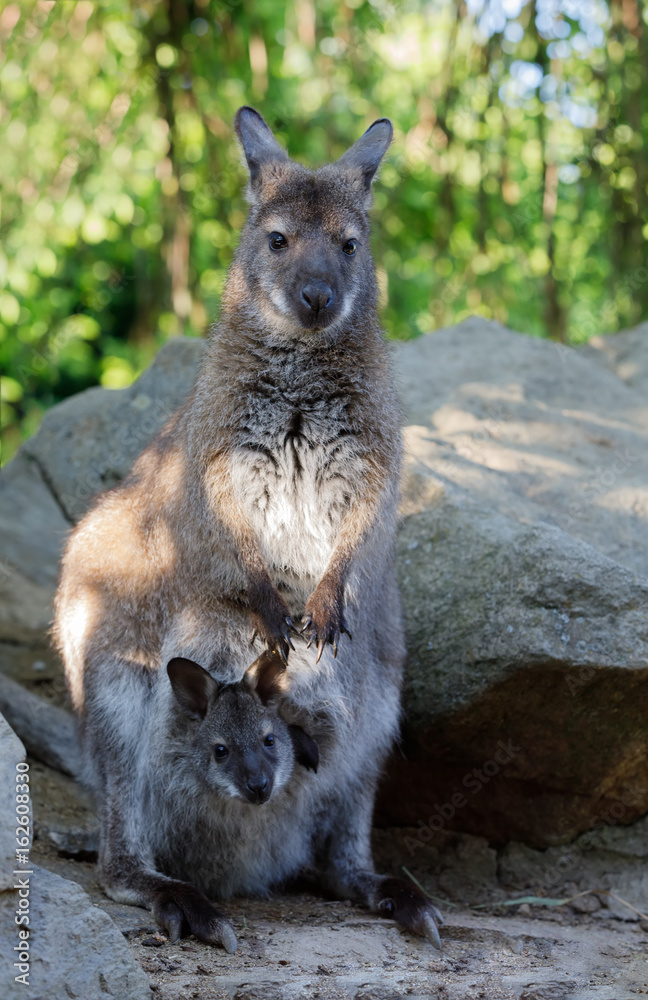 female of kangaroo with small baby in bag female of kangaroo with small baby in bag