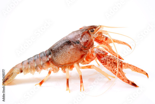 Crayfish Procambarus Clarkii Ghost on white background