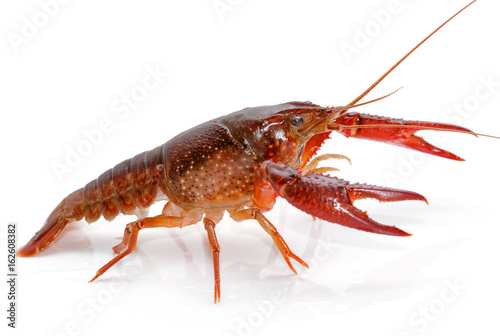 Crayfish Procambarus Clarkii Ghost on white background
