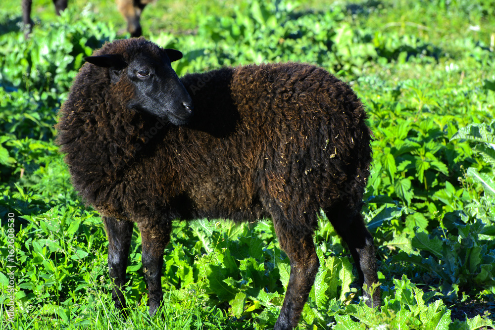 A lone sheep grazing on a beautiful meadow for grazing A lone sheep grazing on a beautiful meadow for grazing