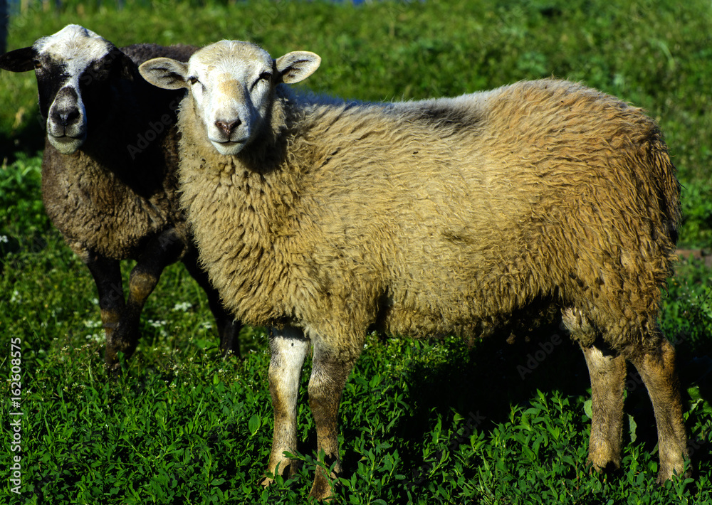 A herd of sheep grazing on a beautiful meadow for grazing A herd of sheep grazing on a beautiful meadow for grazing