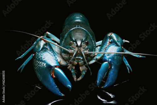 Blue crayfish cherax destructor,Yabbie Crayfish isolate on black