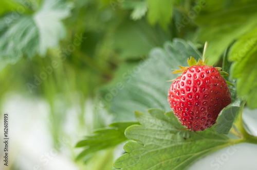 détail fraises dans une serre prévenant de l'agriculture biologique photo