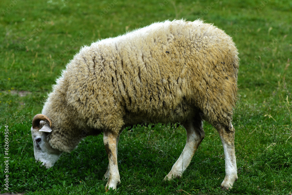 Obraz premium A lone sheep grazing on a beautiful meadow for grazing