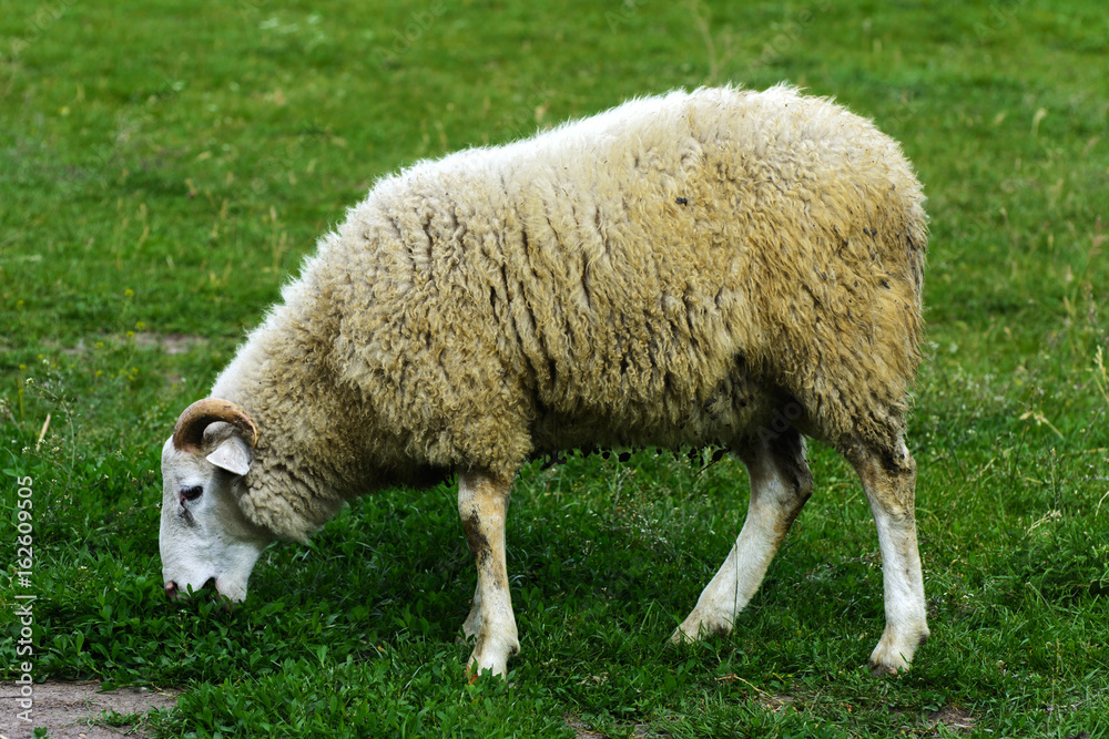 A lone sheep grazing on a beautiful meadow for grazing A lone sheep grazing on a beautiful meadow for grazing