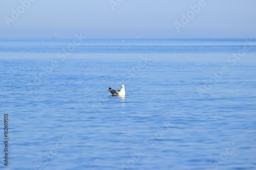 Seagull on sea surface in morning light, blurred ships in background