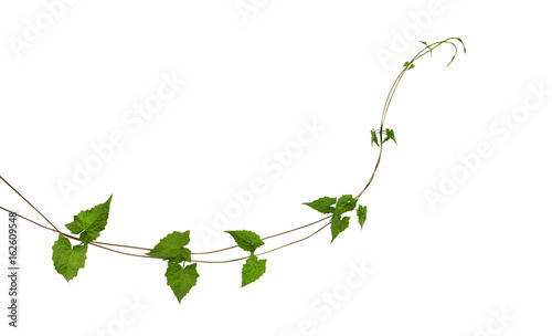 Green leaves wild climbing vine, isolated on white background, clipping path included