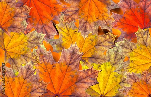 Maple leaves. Background with bright autumn maple leaves red and yellow.
