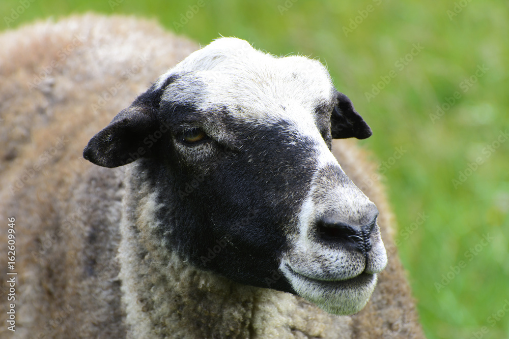 A lone sheep grazing on a beautiful meadow for grazing A lone sheep grazing on a beautiful meadow for grazing