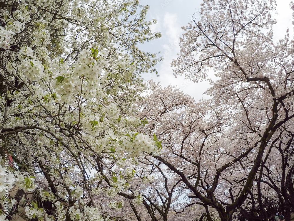 Cherry Blossoms at Chidorigafuchi moat,Chiyoda,Tokyo,Japan in spring. Cherry Blossoms at Chidorigafuchi moat,Chiyoda,Tokyo,Japan in spring.