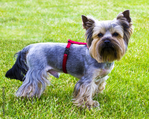 Yorkshire Terrier. Yorkshire terrier playing in the park on the grass © andrey7777777