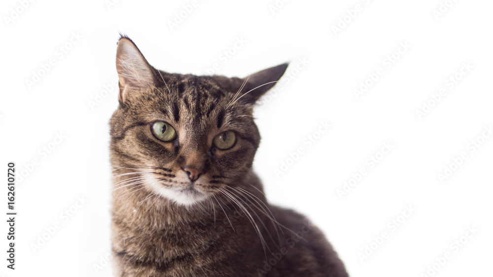 Cat with smart eyes on a white background