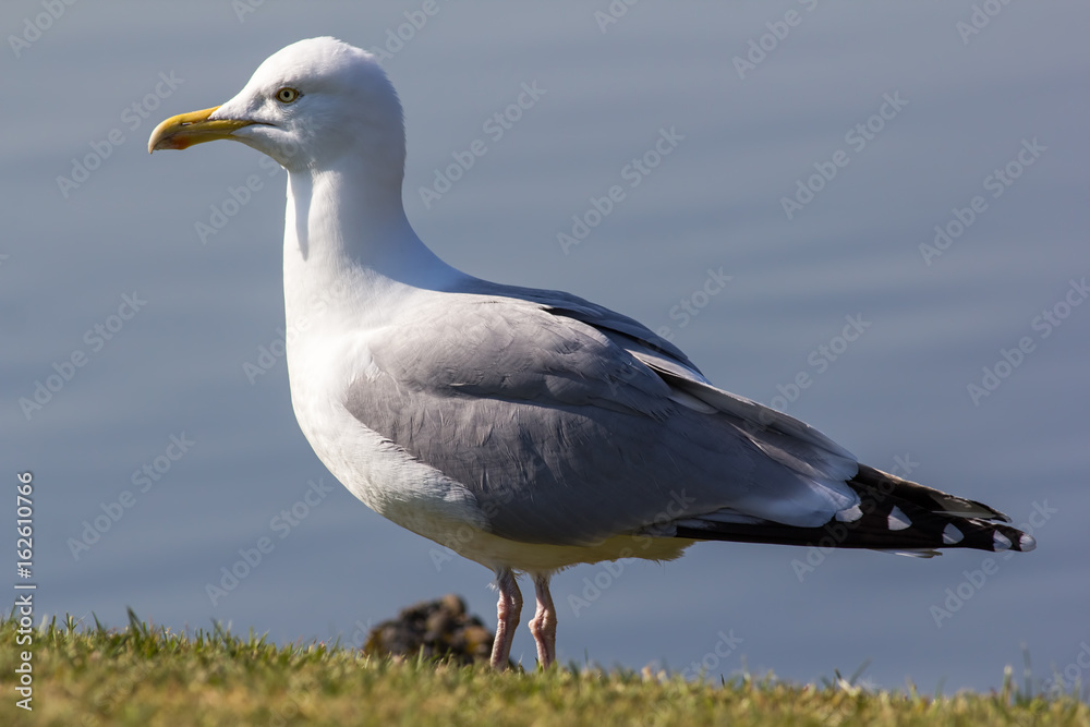 Herring gull (Larus argentatus) standing in close up profile. Full body seagull