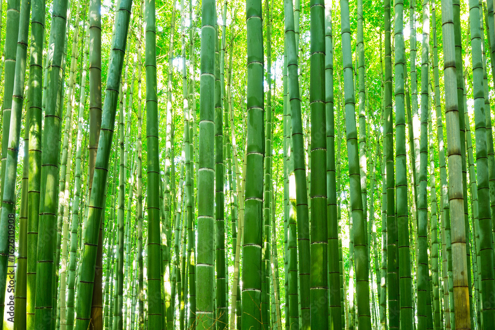 Naklejka premium Bambusowy las Arashiyama blisko Kyoto, Japonia